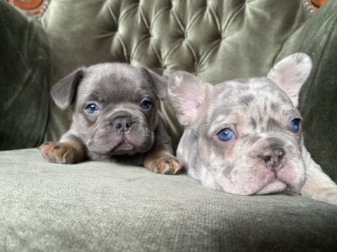 Blue tan ve lilac merle tan french bulldog