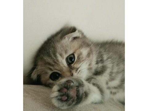 Scottish fold 4 aylık