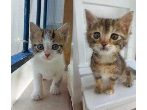 Yavru kedilere yuva arıyorum