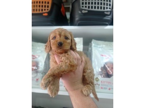 2,5 aylık erkek cockapoo