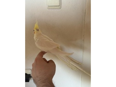 Kırmızı göz erkek lutino sultan papağanı