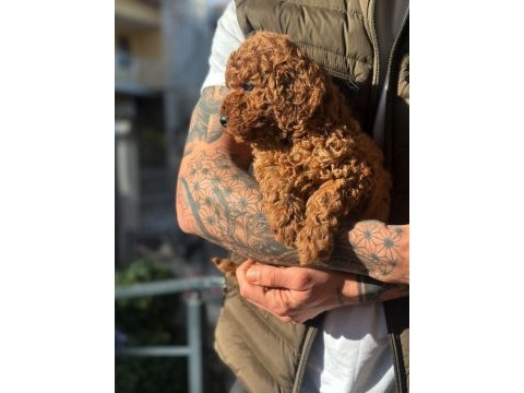 Teddy face poodle yavrularımız