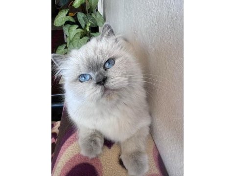 Ücretsiz sahiplendirme british longhair