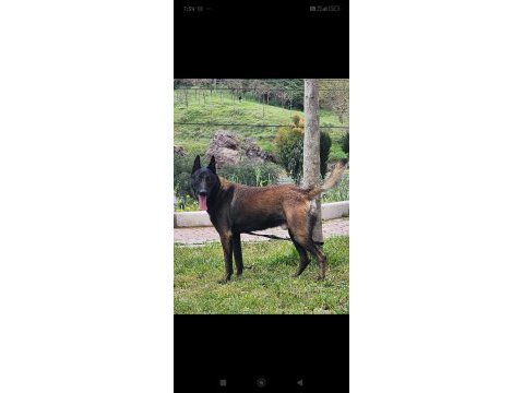 Orijinal belçika kurdu yavrular