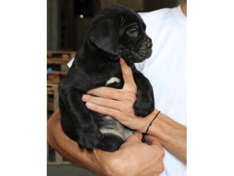Dişi cane corso yavruları