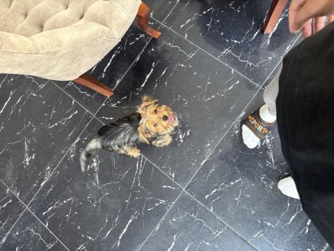 Aşılı ped eğitimli yorkshire terrier