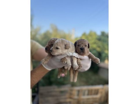 Rezerveye açık 3 erkek toy poodle