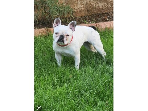 French bulldog yavrularımız