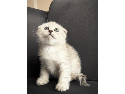 Silver tabby scottish fold