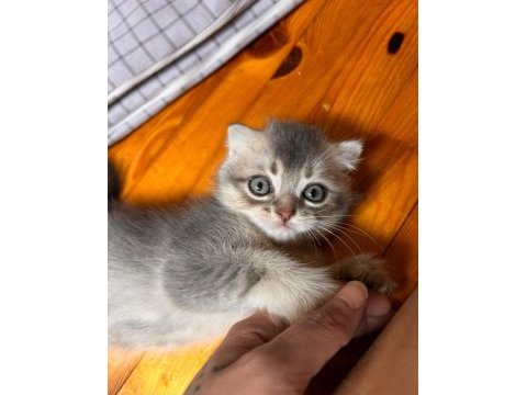 British shorthair yavrularımız (açıklamayı okuyunuz)