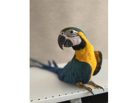 Ara macaw yavrusu 3 aylık