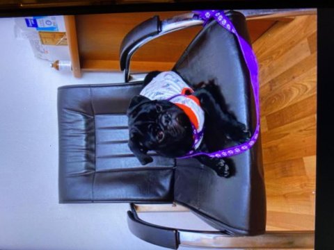 6 aylık erkek pug yavru damızlık
