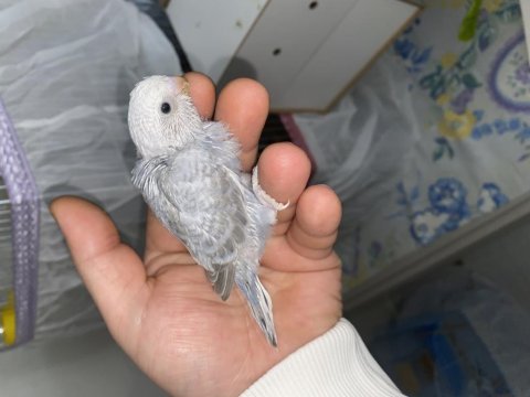 Yeme düşecek muhabbet kuşu yavrular
