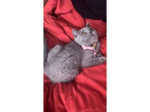 4 aylık dişi çok cana yakın oyuncu scottish fold