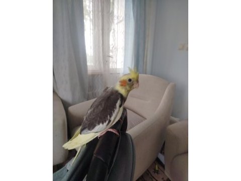 2 aylık sultan papağanı