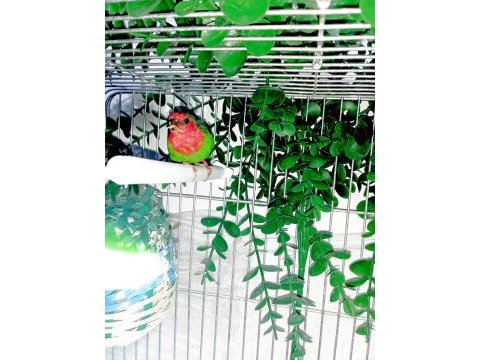 Üç aylık ağır parrot papağan ispinozu yavrusu