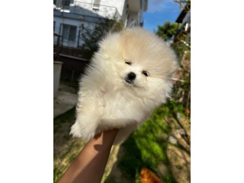 Sevimli pomeranian boo bebekler