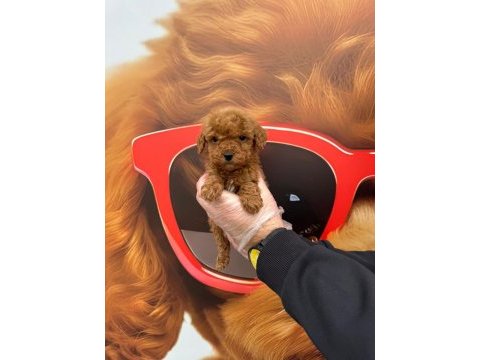 Yavru toy poodle