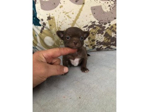 Anatomi renk ve harikası teacup şivava çikolata dişi