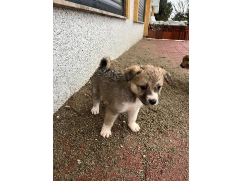 Kırma husky
