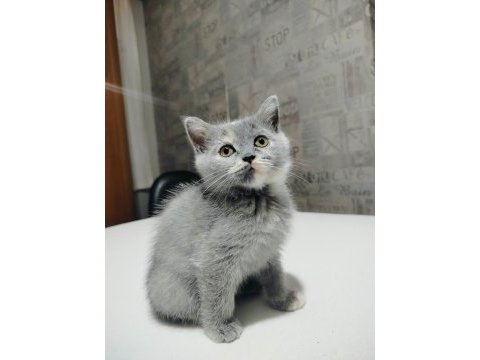 British shorthair yavruları