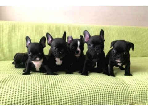 French bulldog yavrum sağlık ve ırk garantili