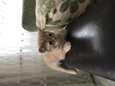 British shorthair, scottish shorthair