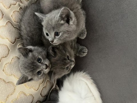 British longhair yavrular