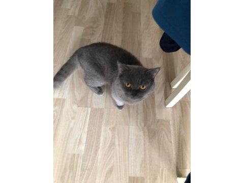 Erkek 1 yaşında british shorthair