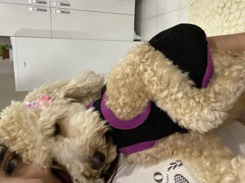 Akıllı poodle tuvalet eğitimi var