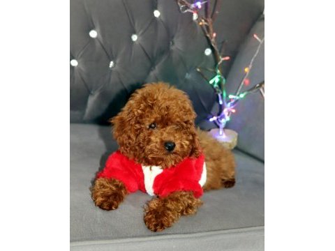Yıl başı kurabiyeleri poodle köpekler