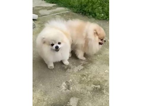 Pomeranian eşleşme ilanıdır