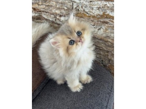 British longhair kedisi