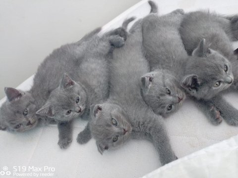 British shorthair e scottish fold yavrular