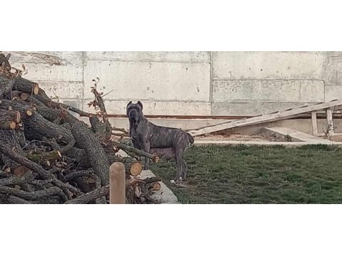 Cane corso 2 yaşında