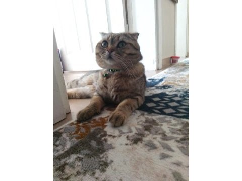 Baba scottish golden tabby anne british shorthair