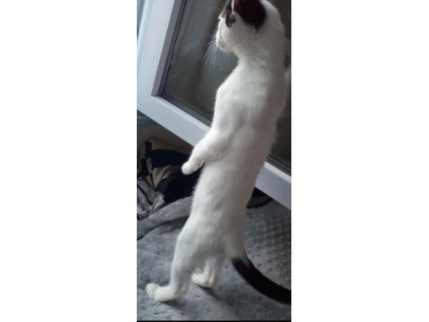 Mars 4 aylık erkek bir kedi acil yuva arıyoruz