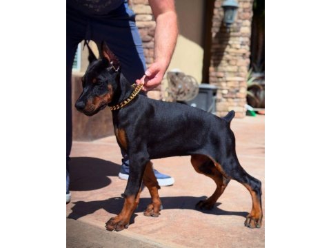 Dobermanlar bazı şeylerin açıklamaya ihtiyacı yoktur
