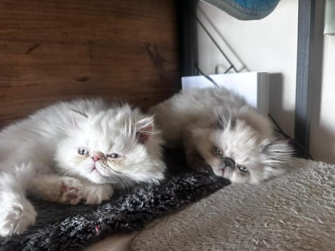 İran persian yavrular