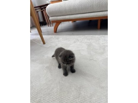 2 gri bebek scottish fold