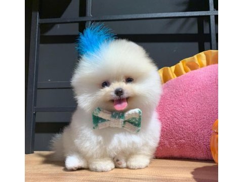 Şecereli pomeranian yavrular
