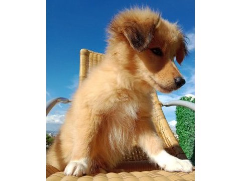 Sevimli border collie bebeğin işte burada