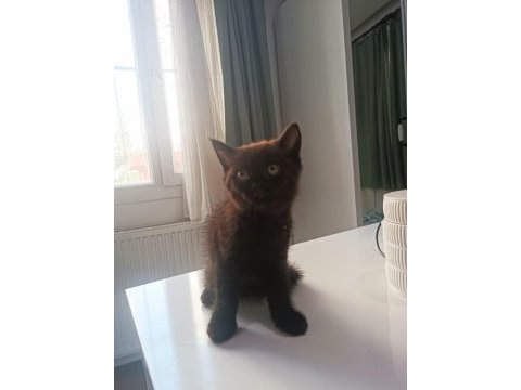 British shorthair yavrumuz yeni sahibini bekliyor.