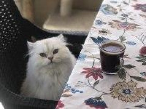 1 yaşında çok güzel erkek scottish kedimiz