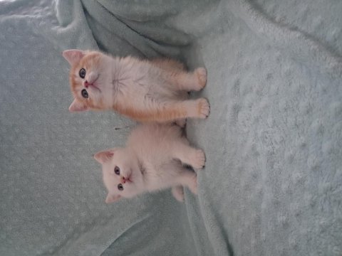 Mianın minik kedileri yeni yuvalarını bekliyor