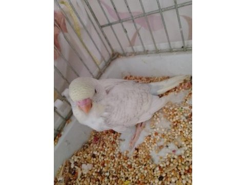 Yavru muhabbet kuşu
