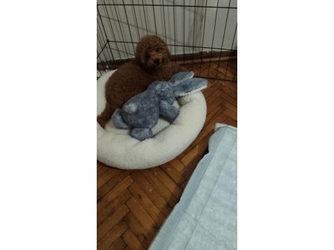 Toy poodle orjinal istanbul