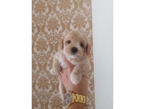 Sıfır numara maltipoo dişi bebeklerimiz