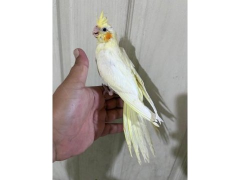 53 günlük evcil lutino bebek sultan papağanı