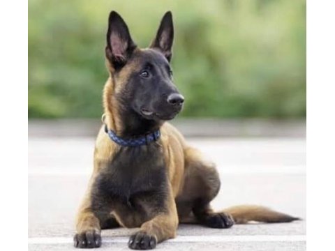 1 yaşında erkek safkan belçika kurdu ( malinios)